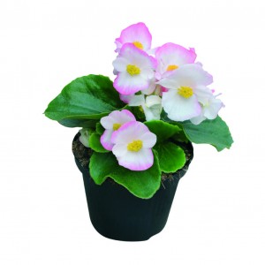 1089 Begonia semp Highlight Bicolor