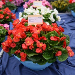 1091 Begonia semp Highlight Red