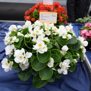 1093 Begonia semp Highligh White