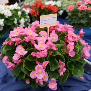 1095 Begonia semp Highlight Pink