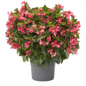 1165 Begonia hybrida Viking XL Rose on Green