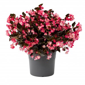 1166 Begonia hybrida Viking Pink on Chocolate