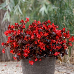 1167 Begonia hybrida Viking Red on Chocolate