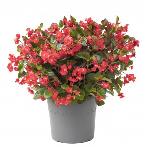 1168 Begonia hybrida Viking XL Red on Green