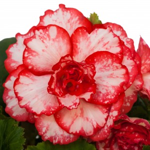 12111 Begonia tub AH Picotee Flamenco