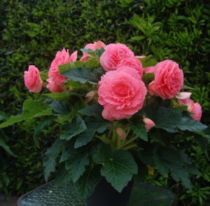 12126 Begonia tub AH Ruffled Pink