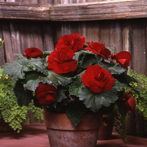 12133 Begonia tub AH Roseform Red