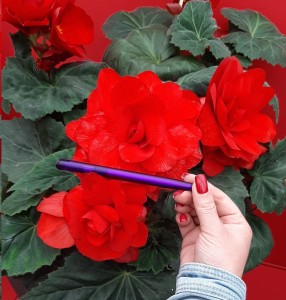 12133 Begonia tub AH Roseform Red