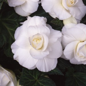 12135 Begonia tub AH Roseform White