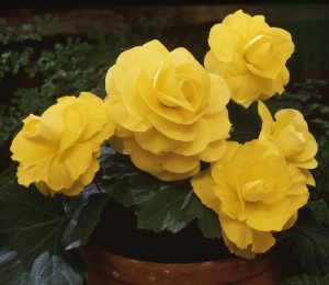 12136 Begonia tub AH Roseform Yellow