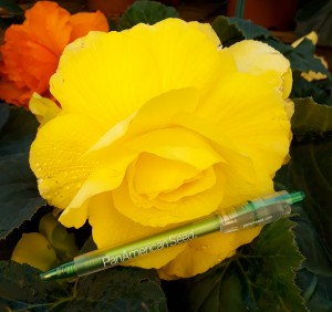 12136 Begonia tub AH Roseform Yellow