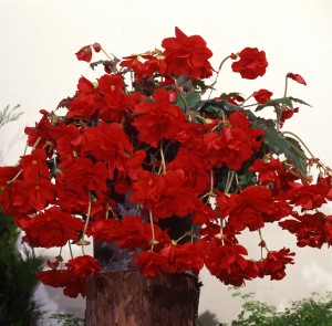 12142 Begonia tub Sun Dancer Red