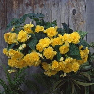 12145 Begonia tub Sun Dancer Yellow