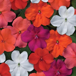 1481 Impatiens walleriana Beacon Select Mix