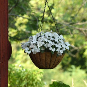 1486 Impatiens walleriana Beacon White