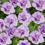 7238 Calibrachoa Nio Double Light Blue