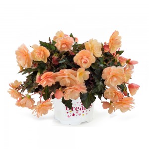 8065780 BEGONIA tuberosa Fragrant Falls Peach