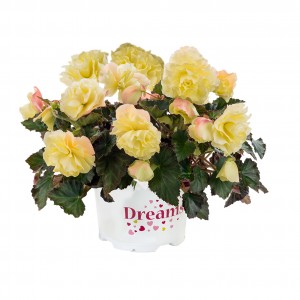 8065790 BEGONIA tuberosa Fragrant Falls Lemon