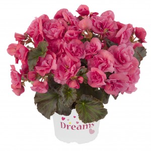 8072718 BEGONIA elatior Solenia Light Pink