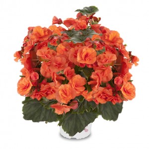 8072740 BEGONIA elatior Solenia Orange Good