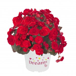 8072745 BEGONIA elatior Solenia Red G