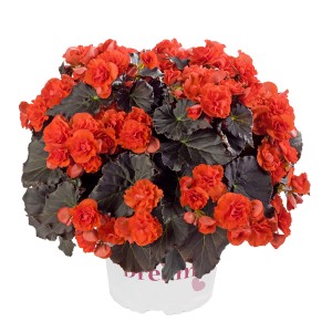 8072987 BEGONIA elatior Solenia Chocolate Orange G