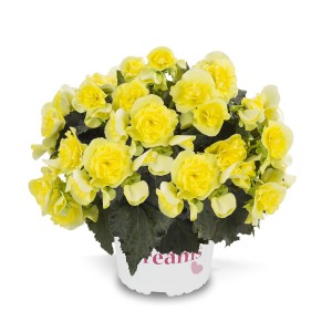 8072989 BEGONIA elatior Solenia Yellow G