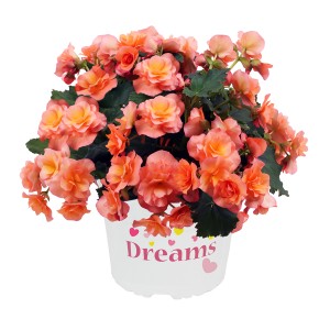 8072990 BEGONIA elatior Solenia Apricot G