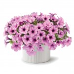 8630 Petunia Capella Pink Lace