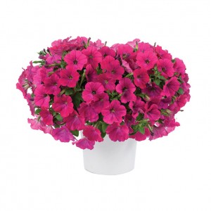 8631 Petunia Capella Neon Pink