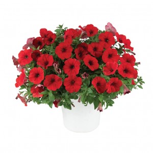 8632 Petunia Capella Ruby Red