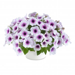 8633 Petunia Capella Purple Vein