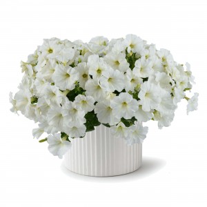 8634 Petunia Capella White