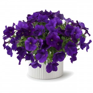 8635 Petunia Capella Indigo