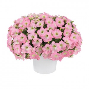 8636 Petunia Capella Baby Pink