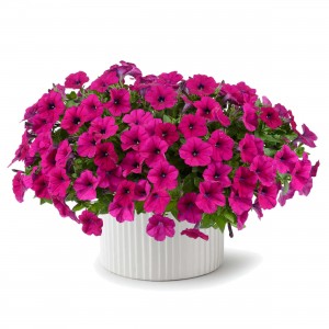 8637 Petunia Capella Burgundy
