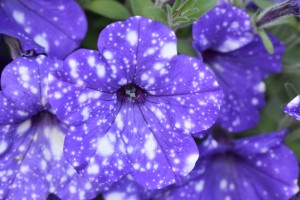 8699 Petunia Ordy Galaxy Blue