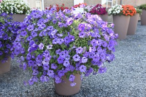 8699 Petunia Ordy Galaxy Blue