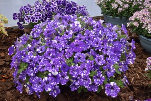 8699 Petunia Ordy Galaxy Blue