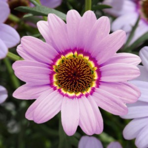 86994 Argyanthemum Grandaisy Pink