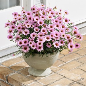 86994 Argyanthemum Grandaisy Pink