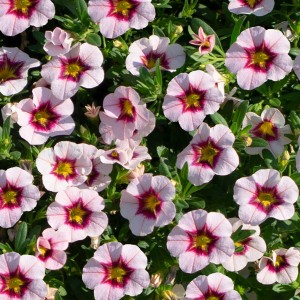 87212 Calibrachoa NioPink Purple Splash