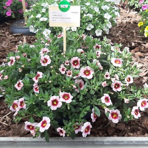 87212 Calibrachoa NioPink Purple Splash