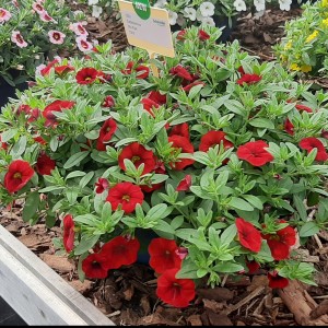 87213 Calibrachoa Nio Red