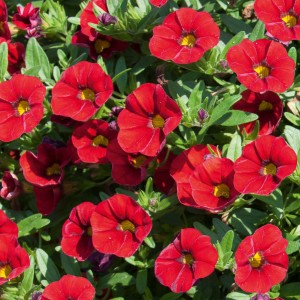 87213 Calibrachoa Nio Red 