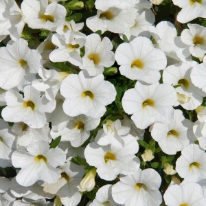 87214 Calibrachoa Nio White