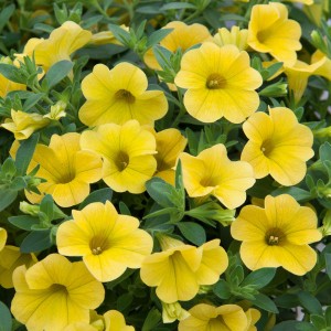 87216 Calibrachoa Nio Yellow