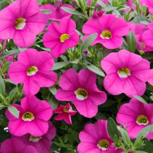 87217 Calibrachoa Nio Pink