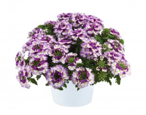 9440 Verbena Vanessa Compact Bicolor Purple