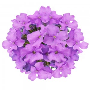 9443 Vanessa Compact Lavender